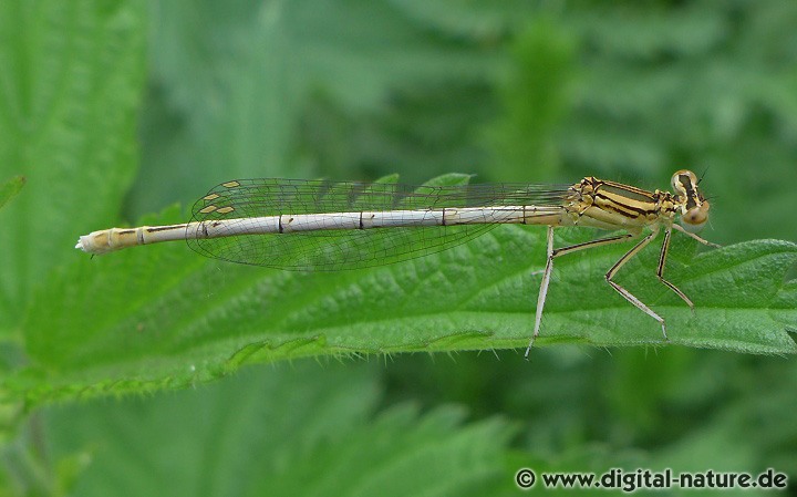 Federlibelle Weibchen