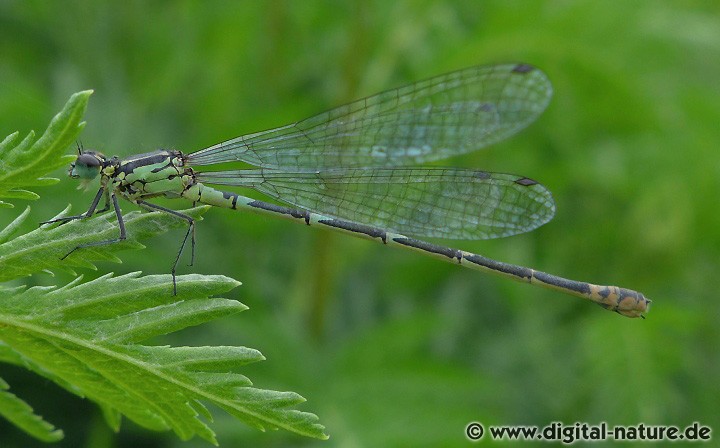 Fledermaus-Azurjungfer Weibchen