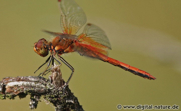 Gefleckte Heidelibelle (Sympetrum flaveolum) Männchen