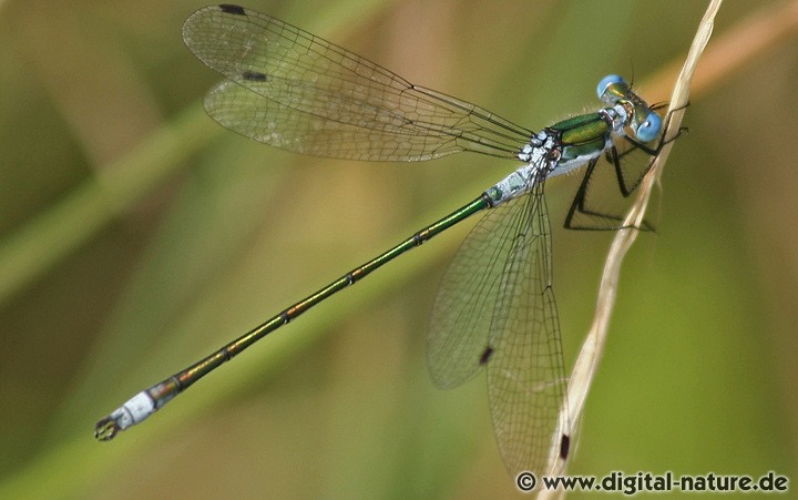 Lestes sponsa Männchen