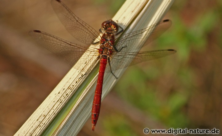 Gemeine Heidelibelle Sympetrum vulgatum Männchen