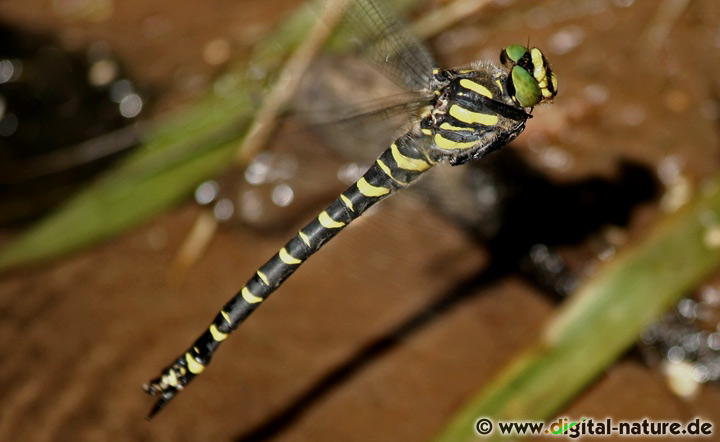 Zweigestreifte Quelljungfer Cordulegaster boltonii