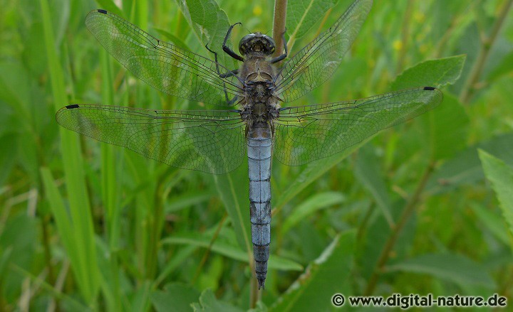 Großer Blaupfeil Orthetrum cancellatum Männchen