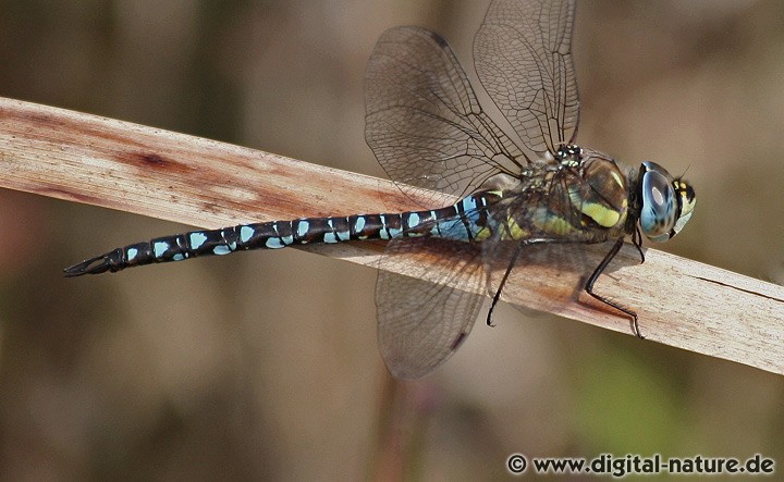 Herbst-Mosaikjungfer Aeshna mixta