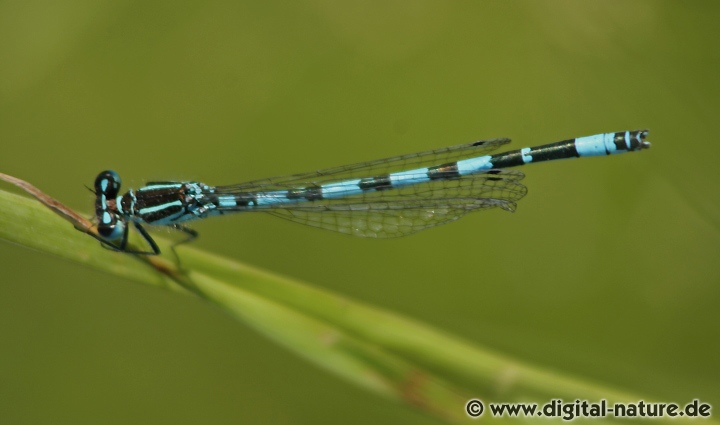 Helm-Azurjungfer Coenagrion mercuriale
