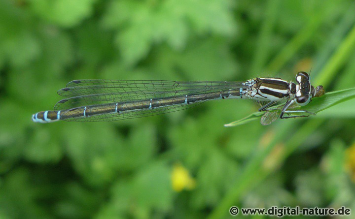 Coenagrion puella Weibchen