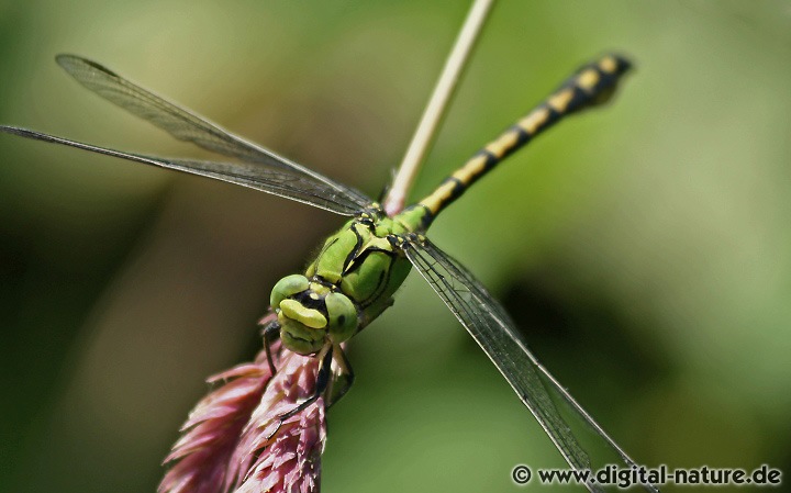 Ophiogomphus cecilia reagiert empfindlich bei Verschlechterung der Wasserqualität
