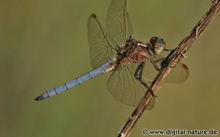 Orthetrum coerulescens Männchen