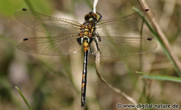 Kleine Moosjungfer Leucorrhinia dubia