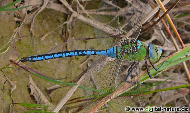 Anax imperator fliegt in Kiesgruben oder an Teichen