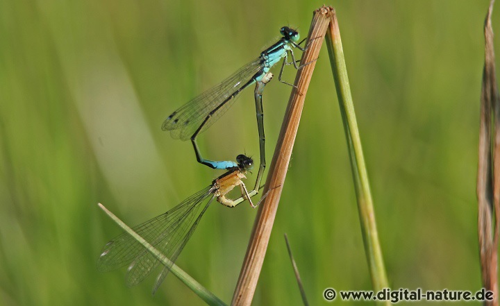 Große Pechlibelle Paarungsrad Merkmale