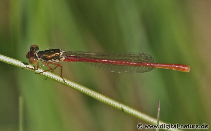 Zarte Rubinjungfer oder Scharlachlibelle Ceriagrion tenellum