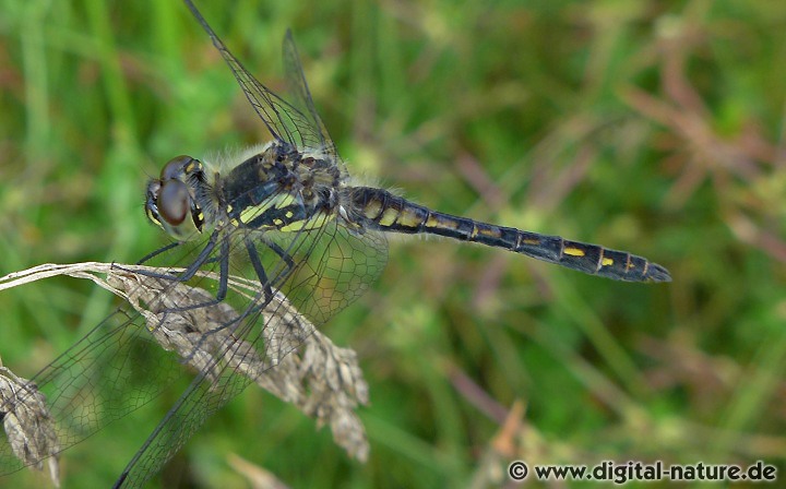 Schwarze Heidelibelle Männchen Färbung