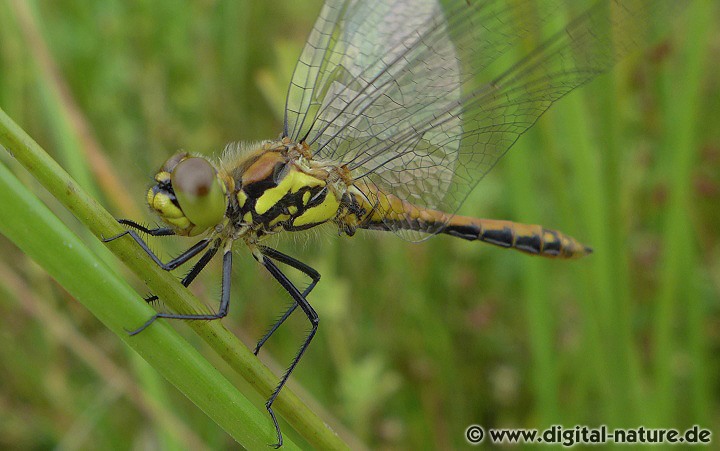 Sympetrum danae Merkmale