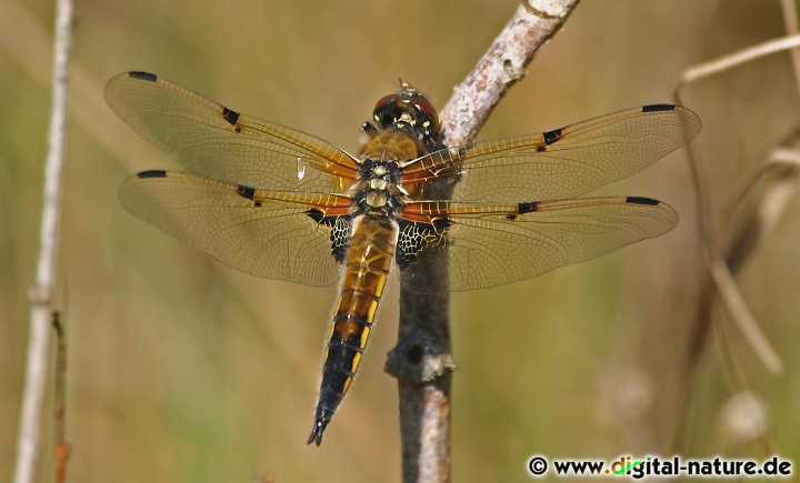 Libellula quadrimaculata fliegt an vegetationsreichen Gewässern