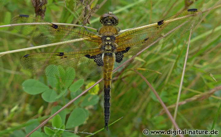 Vierfleck Libellula quadrimaculata
