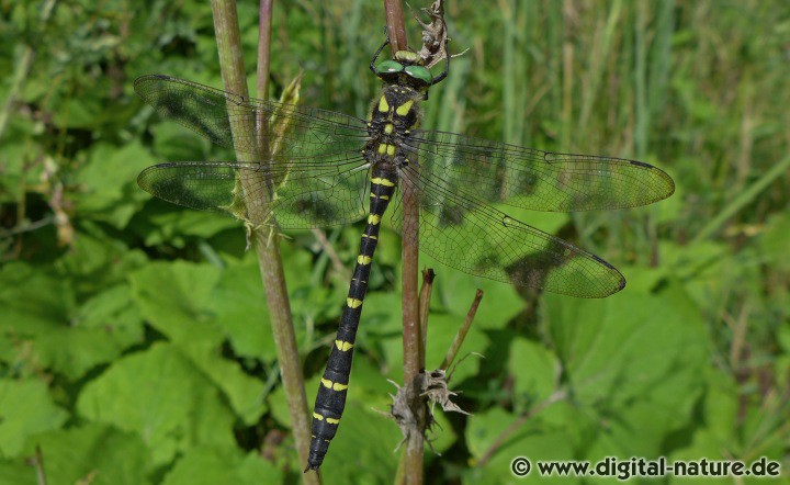 Gestreifte Quelljungfer Cordulegaster bidentata