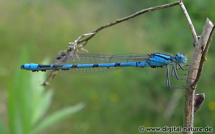 Enallagma cyathigerum Männchen