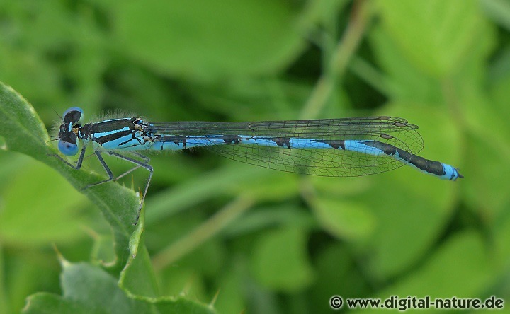 Saphirauge oder Pokaljungfer Erythromma lindenii