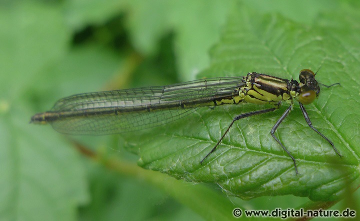 Erythromma najas Weibchen