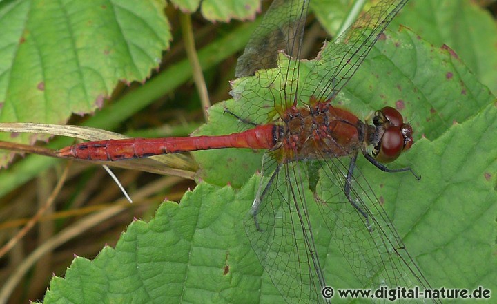 Sympetrum sanguineum Männchen