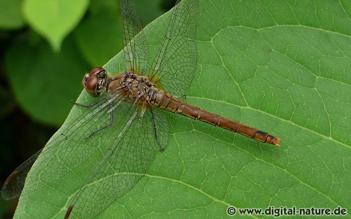 Blutrote Heidelibelle Weibchen