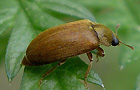 Byturus ochraceus
