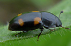 Gartenglanzkäfer