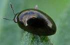 Olibrus cf. aeneus