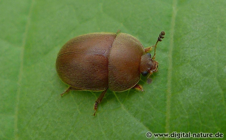 Brauner Glanzkäfer Cychramus luteus