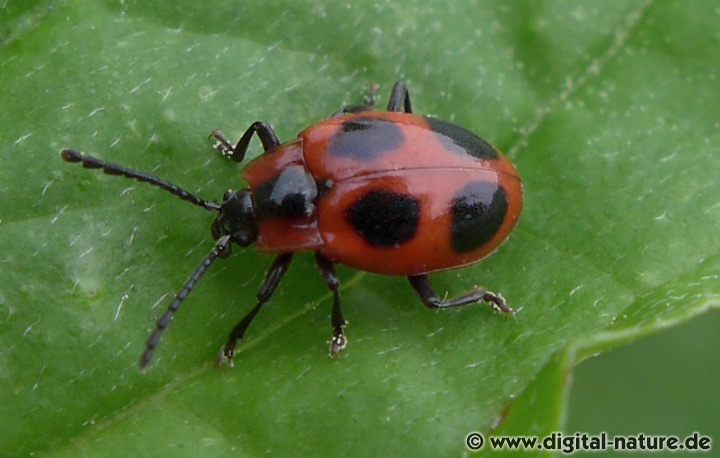 Endomychus coccineus findet man in Laub- oder Mischwäldern