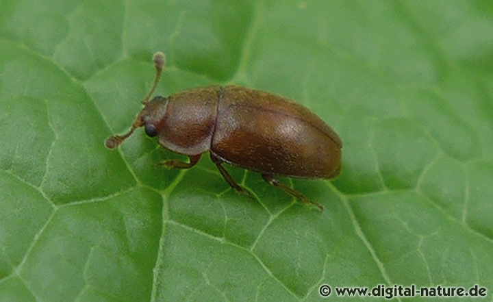 Rostbrauner Glanzkäfer Epuraea cf. aestiva