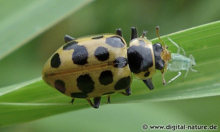 Dreizehnpunkt-Marienkäfer Hippodamia tredecimpunctata