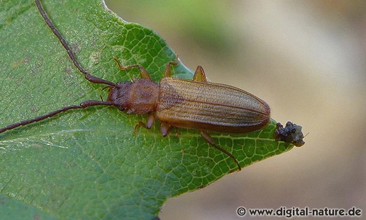 Langhörniger Raubplattkäfer Uleiota planata