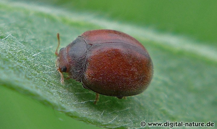 Luzerne-Marienkäfer Subcoccinella vigintiquatuorpunctata