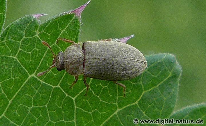 Himbeerkäfer Byturus tomentosus