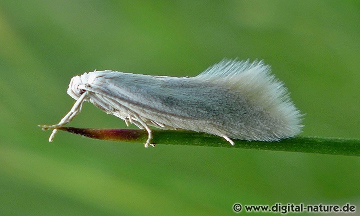 Grasminiermotte Elachista argentella