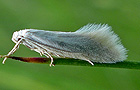 Elachista argentella