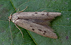 Hypatopa binotella