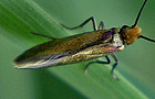 Micropterix calthella