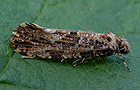 Morophaga choragella