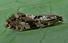Nemapogon cloacella
