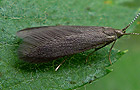 Coleophora