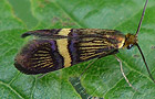 Adela croesella
