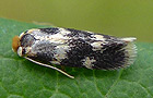 Etainia sericopeza oder louisella