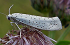 Yponomeuta evonymella