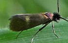 Cauchas fibulella