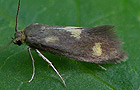 Phaulernis fulviguttella