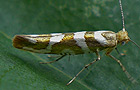 Argyresthia goedartella