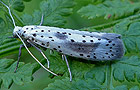 Yponomeuta irrorella